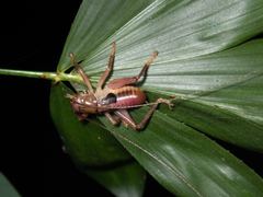Ocellarnaca