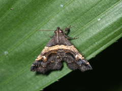 Bertula abjudicalis