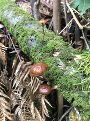 Galerina patagonica