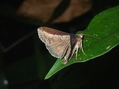 Lophoptera squammigera