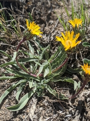 Pyrrocoma apargioides