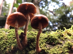 Galerina patagonica