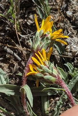 Pyrrocoma apargioides