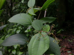 Miconia dissitiflora