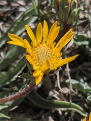 Pyrrocoma apargioides