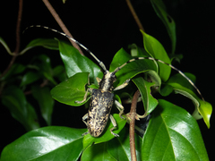 Acalolepta permutans