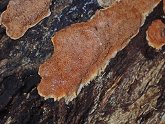 Gloeoporellus merulinus