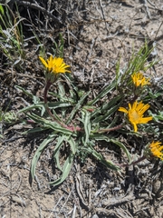 Pyrrocoma apargioides