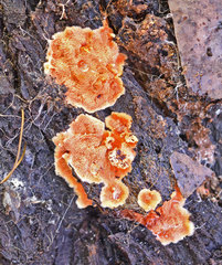 Gloeoporellus merulinus