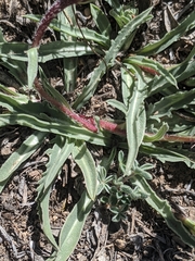 Pyrrocoma apargioides