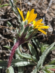 Pyrrocoma apargioides