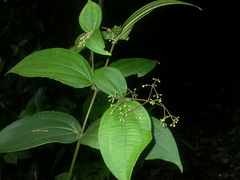 Miconia dissitiflora