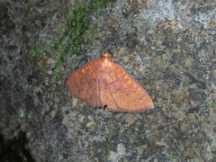 Sarobides inconclusa