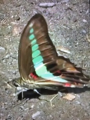 Graphium sarpedon nipponum