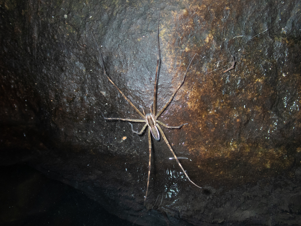 Hygropoda yunnan