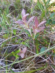 Exobasidium sundstroemii