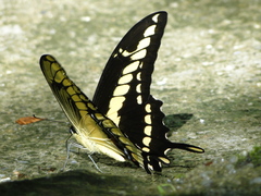Heraclides thoas brasiliensis