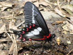 Mimoides lysithous lysithous