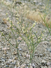 Eriogonum baileyi