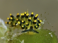 Stiliger ornatus