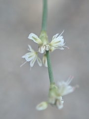 Eriogonum baileyi