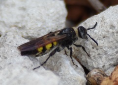 Dielis trifasciata