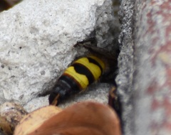 Dielis trifasciata