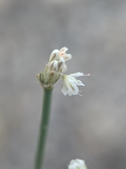 Eriogonum baileyi