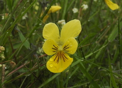 Viola lutea