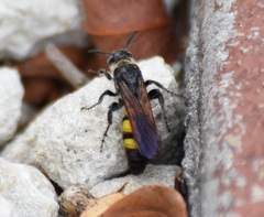 Dielis trifasciata