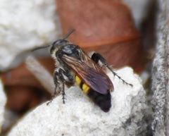 Dielis trifasciata