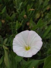 Convolvulus arvensis