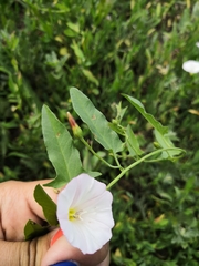 Convolvulus arvensis