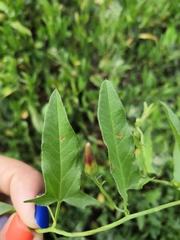 Convolvulus arvensis
