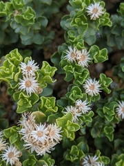 Ericameria cuneata cuneata