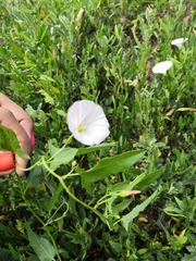 Convolvulus arvensis