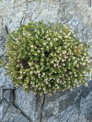 Ericameria cuneata cuneata