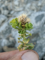 Ericameria cuneata cuneata