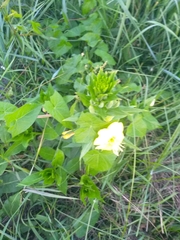 Oenothera biennis
