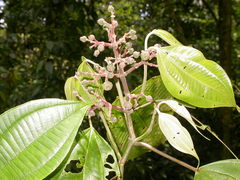 Miconia donaeana