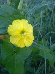 Oenothera biennis