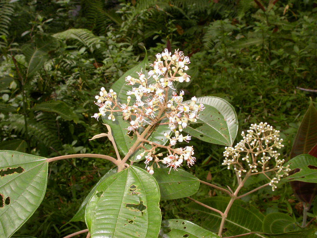 Miconia donaeana image