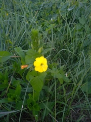 Oenothera biennis