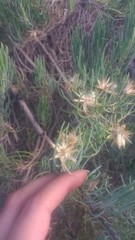 Dyscritothamnus filifolius