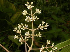 Miconia donaeana