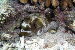 Blackspotted Puffer photo 3