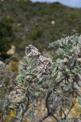 Eriodictyon traskiae smithii