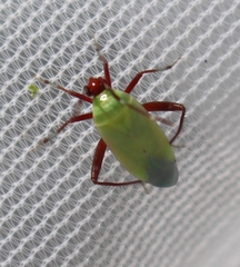 Adelphocoris vandalicus