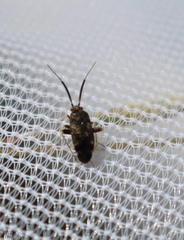 Criocoris crassicornis