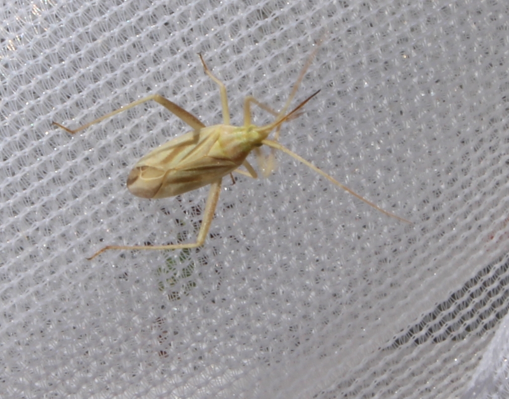 Miridius longiceps
